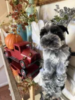 Black Parti Roan Male +Blue eyes #1, a male Miniature Schnauzer for sale in Lanett, AL – 4 of 7
