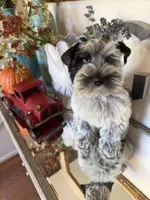 Black Parti Roan Male +blue eyes #2, a male Miniature Schnauzer for sale in Lanett, AL – 9 of 9