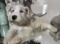 Wheaten/ White Male Blue Eyes “SPOT”, a male Miniature Schnauzer for sale in Lanett, AL – 4 of 7