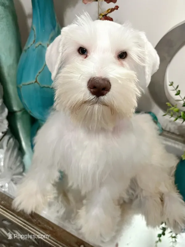 White Chocolate Girl 