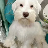 White Chocolate Girl , a female Miniature Schnauzer for sale in Lanett, AL – Photo 1 of 3