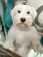 White Chocolate Girl , a female Miniature Schnauzer for sale in Lanett, AL – Photo 1 of 3