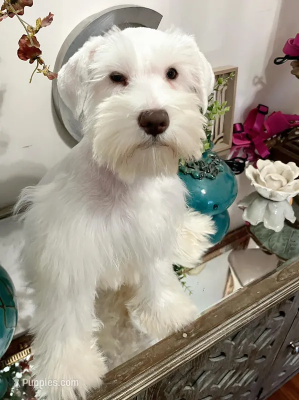 White Chocolate Girl  – Miniature Schnauzer puppy for sale in Lanett, AL