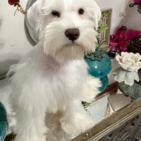 White Chocolate Girl , a female Miniature Schnauzer for sale in Lanett, AL – Photo 2 of 3