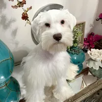 White Chocolate Girl , a female Miniature Schnauzer for sale in Lanett, AL – Photo 3 of 3