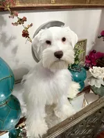 White Chocolate Girl , a female Miniature Schnauzer for sale in Lanett, AL – Photo 3 of 3