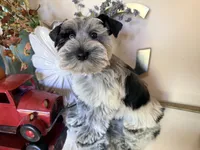 Black Parti Roan Male +blue eyes #2, a male Miniature Schnauzer for sale in Lanett, AL – 5 of 9