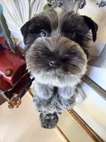 Black Parti Roan Male +Blue eyes #1, a male Miniature Schnauzer for sale in Lanett, AL – 5 of 7