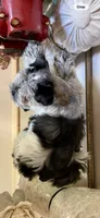 Black Parti Roan Male +blue eyes #2, a male Miniature Schnauzer for sale in Lanett, AL – 3 of 9