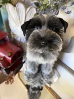 Black Parti Roan Male +Blue eyes #1, a male Miniature Schnauzer for sale in Lanett, AL – 7 of 7
