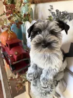 Black Parti Roan Male +blue eyes #2, a male Miniature Schnauzer for sale in Lanett, AL – 8 of 9