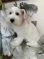 Stunning White Male w/Blue Eyes “Mickey Blue Eyes”, a male Miniature Schnauzer for sale in Lanett, AL – 7 of 8