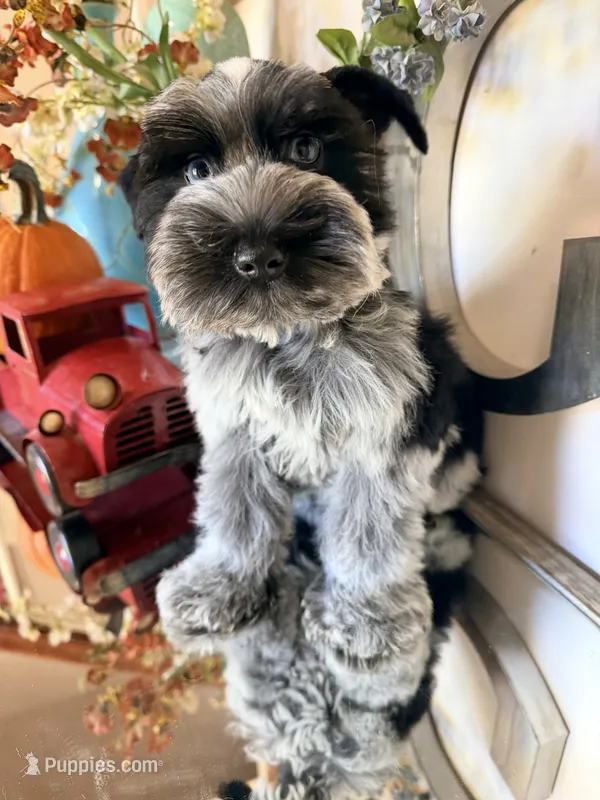 Black Parti Roan Male +Blue eyes #1 – Miniature Schnauzer puppy for sale in Lanett, AL