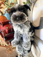 Black Parti Roan Male +Blue eyes #1, a male Miniature Schnauzer for sale in Lanett, AL – 1 of 7