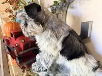 Black Parti Roan Male +blue eyes #2, a male Miniature Schnauzer for sale in Lanett, AL – 2 of 9