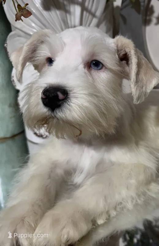 Wheaten/ White Male Blue Eyes “SPOT” – Miniature Schnauzer puppy for sale in Lanett, AL