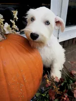 White +BLUE EYES 💙💙, a female Miniature Schnauzer for sale in Lanett, AL – 1 of 1