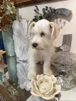 Wheaten/ White Male Blue Eyes “SPOT”, a male Miniature Schnauzer for sale in Lanett, AL – 3 of 7