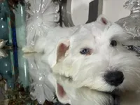 Stunning White Male w/Blue Eyes “Mickey Blue Eyes”, a male Miniature Schnauzer for sale in Lanett, AL – 4 of 8