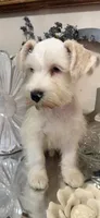Wheaten/ White Male Blue Eyes “SPOT”, a male Miniature Schnauzer for sale in Lanett, AL – 6 of 7