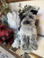 Black Parti Roan Male +blue eyes #2, a male Miniature Schnauzer for sale in Lanett, AL – 6 of 9