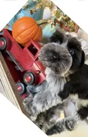 Black Parti Roan Male +Blue eyes #1, a male Miniature Schnauzer for sale in Lanett, AL – 2 of 7