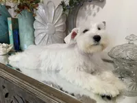 Stunning White Male w/Blue Eyes “Mickey Blue Eyes”, a male Miniature Schnauzer for sale in Lanett, AL – 8 of 8