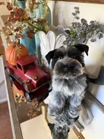 Black Parti Roan Male +Blue eyes #1, a male Miniature Schnauzer for sale in Lanett, AL – 3 of 7