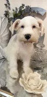Wheaten/ White Male Blue Eyes “SPOT”, a male Miniature Schnauzer for sale in Lanett, AL – 5 of 7