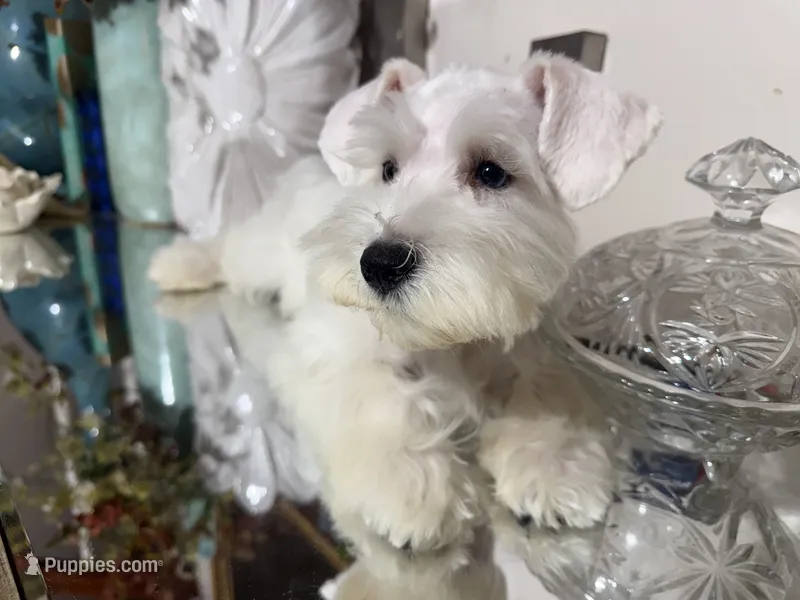 Stunning White Male w/Blue Eyes “Mickey Blue Eyes” – Miniature Schnauzer puppy for sale in Lanett, AL