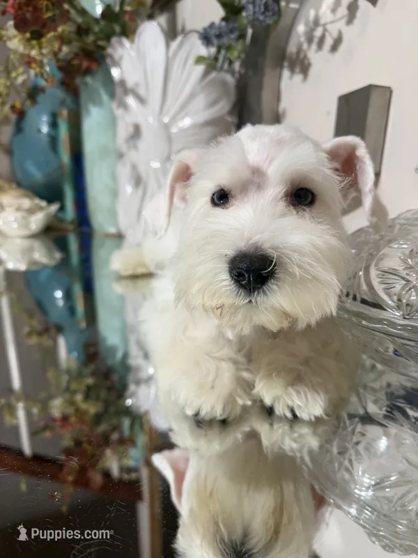 Stunning White Male w/Blue Eyes  – Miniature Schnauzer puppy for sale in Lanett, AL