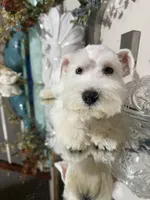 Stunning White Male w/Blue Eyes “Mickey Blue Eyes”, a male Miniature Schnauzer for sale in Lanett, AL – 6 of 8