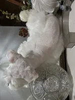 Stunning White Male w/Blue Eyes “Mickey Blue Eyes”, a male Miniature Schnauzer for sale in Lanett, AL – 2 of 8