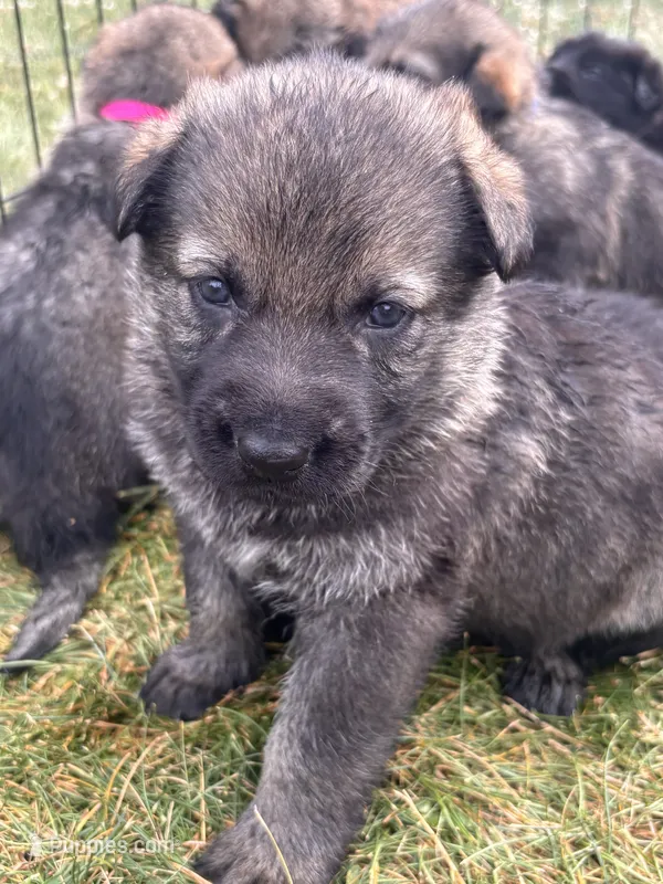 German shepherd puppy – German Shepherd Dog puppy for sale in Franksville, WI