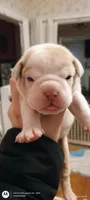 Freya, a female Olde English Bulldogge for sale in Attleboro, MA – Photo 2 of 7