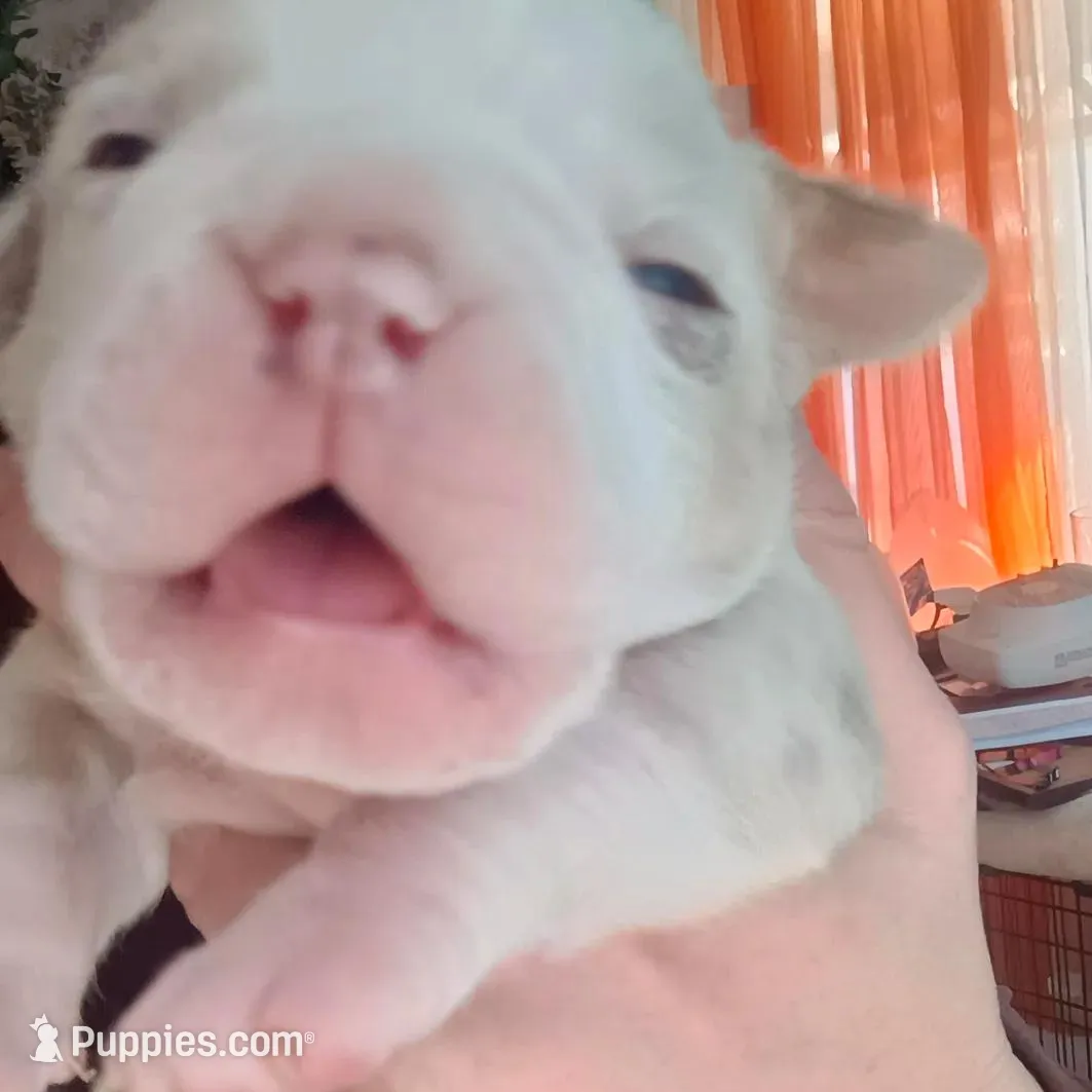 Mani, a male Olde English Bulldogge for sale in Attleboro, MA – Photo 3 of 9