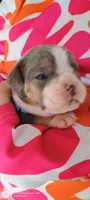 Apollo, a male Olde English Bulldogge for sale in Attleboro, MA – Photo 1 of 6