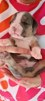 Apollo, a male Olde English Bulldogge for sale in Attleboro, MA – Photo 2 of 6