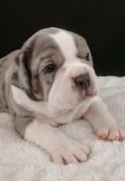 Magnus , a male Olde English Bulldogge for sale in Attleboro, MA – Photo 3 of 5