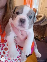 Magnus , a male Olde English Bulldogge for sale in Attleboro, MA – Photo 5 of 5