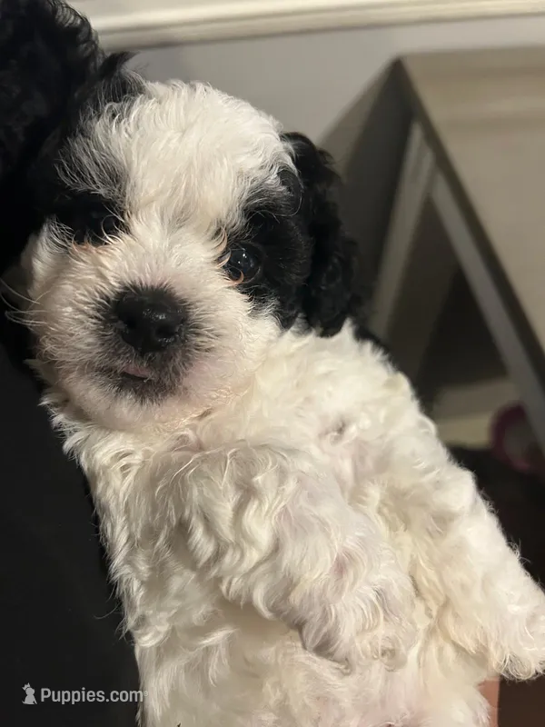 Shihpoo – Shihpoo puppy for sale in Smyrna, GA
