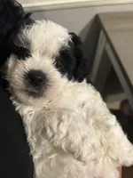 Shihpoo, a male Shihpoo for sale in Smyrna, GA – 1 of 7