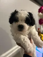 Shihpoo, a male Shihpoo for sale in Smyrna, GA – 2 of 7