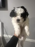 Shihpoo, a male Shihpoo for sale in Smyrna, GA – 4 of 7