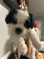 Shihpoo, a male Shihpoo for sale in Smyrna, GA – 3 of 7