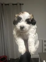 Shihpoo, a male Shihpoo for sale in Smyrna, GA – 7 of 7