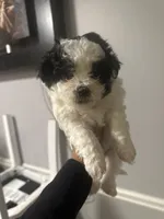 Shihpoo, a male Shihpoo for sale in Smyrna, GA – 5 of 7