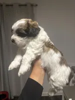 Shihpoo, a male Shihpoo for sale in Smyrna, GA – 6 of 7