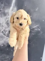 Winter , a male Yorkipoo for sale in Miami Lakes, FL – Photo 3 of 4