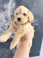 Winter , a male Yorkipoo for sale in Miami Lakes, FL – Photo 1 of 4